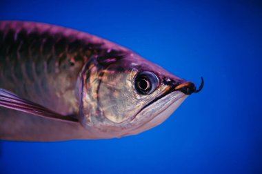 Büyük parlak pembe balık yakın çekim. Skleropages Jardini.