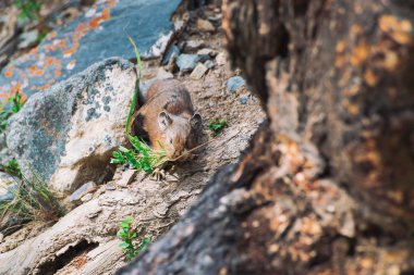 Pika rodent on stones in highlands. Small curious animal on colorful rocky hill. Little fluffy cute mammal on picturesque boulders in mountains. Small mouse with big ears. Little nimble pika. clipart