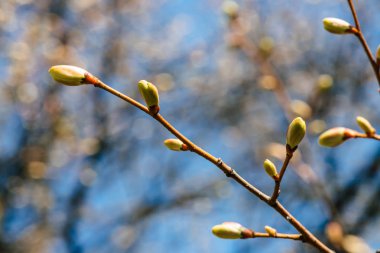 Beautiful linden branches with flowering buds close-up in spring time. Picturesque macro photography of branches of tree in sunny spring day. Colorful background image of buds of leaves of linden.