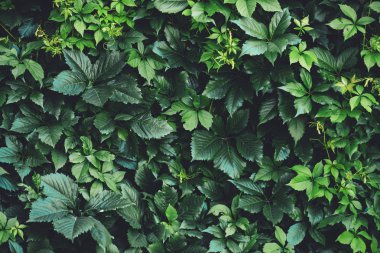 İlkbaharda büyük yeşil yaprakların çit. Parthenocissus henryana yeşil çit. Kız sıcağına üzümlerin doğal arka planı. Parthenocissus inserta çiçek dokusu. Zengin yeşillik. Botanik bahçesinde bitkiler.