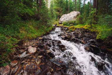Vahşi Dağ Deresi 'nde harika bir su akıntısı. İnanılmaz manzaralı yeşil orman manzarası. Dere kenarındaki zengin bitki örtüsü ve büyük taş. Dağlık arazinin atmosferik manzarası. Güzel dağlar doğa.