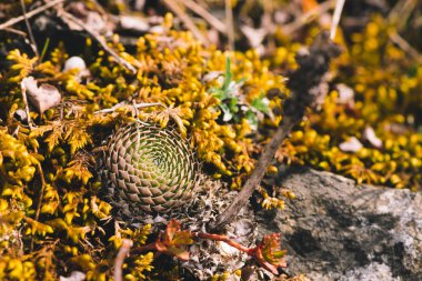 Taşlar yakın çekim arasında pitoresk dikenli sulu güzel küme. Rocky makro fotoğrafçılıkta dört mevsim bitkilerden kurtuldu. Vahşi doğada dağ kaktüsleri.