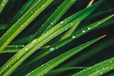 Çiy damlaları ile güzel canlı parlak yeşil çim kopya alanı ile yakın çekim. Saf, hoş, güzel yeşillik yağmur ile güneş ışığı makro damla. Yağmur havasında yeşil dokulu bitkilerden arka plan.