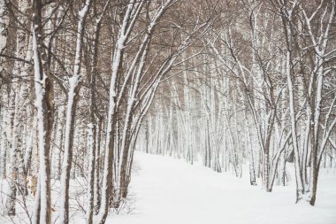 Park alanında ağaç dalları arasında karlı tünel kapatın. Koru sokak ile karlı beyaz arka plan. Kar yağışı sırasında boğuk buz ile kış ağaçları arasında yol. Kar yağışı. Atmosferik kış manzarası.