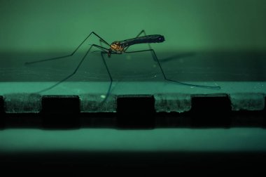 Yakın çekimde mavi arka planda büyük bir sivrisinek. Makro