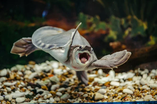 Carettochelys insculpta. Neşeli kaplumbağa suyun altında yüzer. Komik hayvanlar.