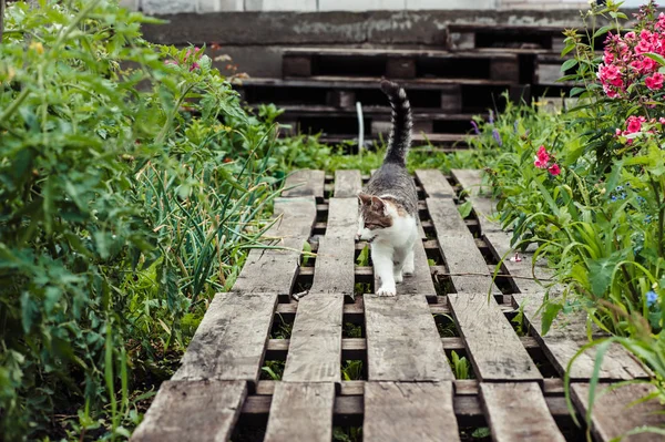 Gato Listrado Cinza Caminha Longo Caminho Feito Paletes Madeira Jardim — Fotografia de Stock