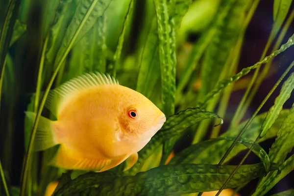 英雄斯断绝漂浮在一个家庭水族馆的藻类 一条大黄鱼 — 图库照片