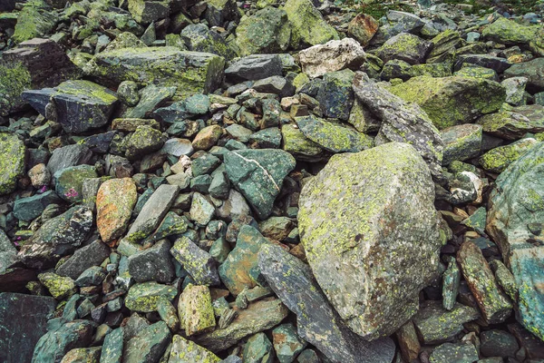 Flujo Rocas Multicolores Piedra Suelta Cerca Flor Rosa Entre Piedras —  Fotos de Stock