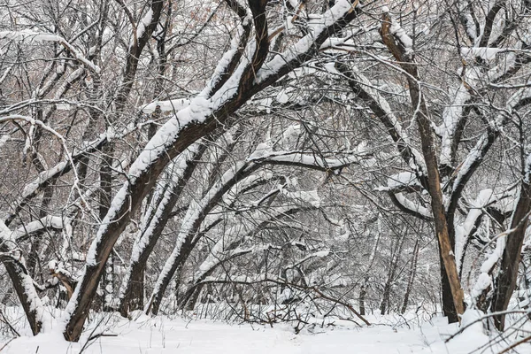 公园内树枝之间的雪道紧随其后 树林中的雪白背景 冬季树木在降雪时有霜 雪落了 大气森林景观 — 图库照片