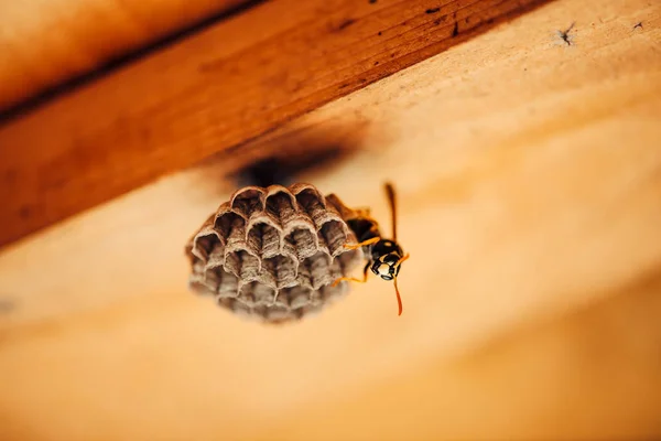 Une Petite Guêpe Protège Ses Rayons Miel Macro Dangereux Insecte — Photo