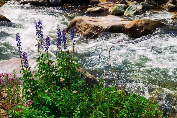 Group Beautiful Purple Pink Flowers Rich Vegetations Grows Mountain Creek — Stock Photo, Image