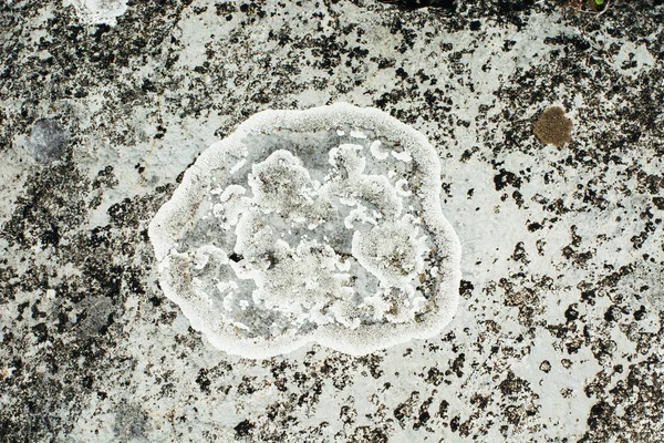 Abstracción Líquenes Sobre Piedra Naturaleza Como Artista — Foto de Stock