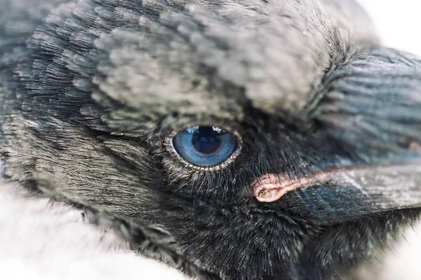 カラスの青い目がクローズアップ 都会の鳥の肖像若いカラス — ストック写真