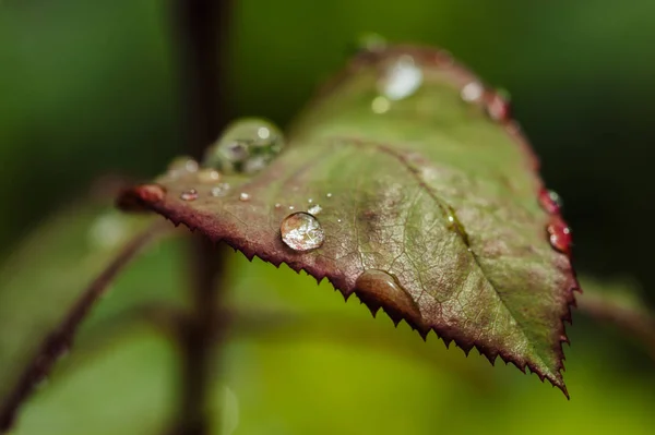 Rain Drops Green Rose Leaves Close Plants Garden — Stock Photo, Image