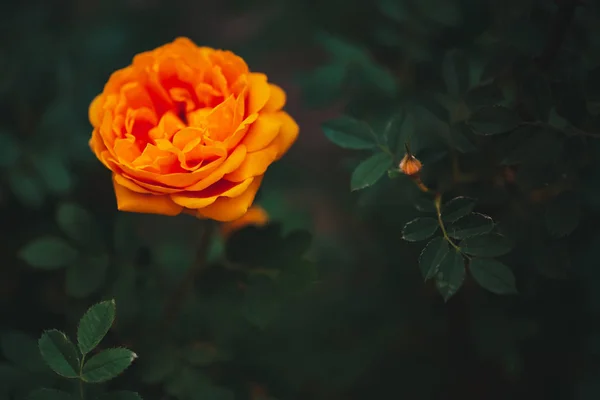 オレンジガーデンは コピースペースと緑の背景に上昇しました 美しいオレンジ色の花クローズアップ 驚くべき明るい火のバラは豊かな緑の中で成長します 庭の鮮やかな開花芽 ロマンチックな穏やかな植物 — ストック写真