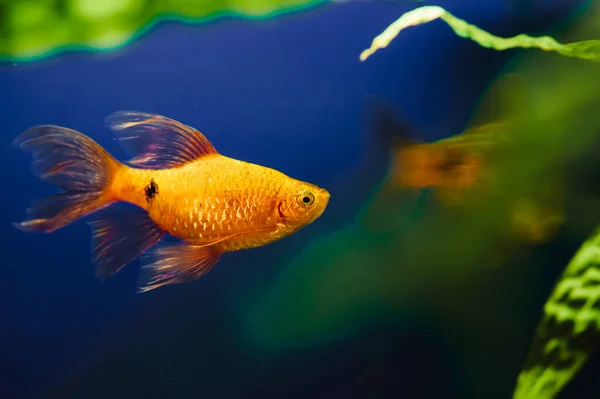 Барбус Плавает Домашнем Аквариуме Крупным Планом Красивая Аквариумная Золотая Рыбка — стоковое фото