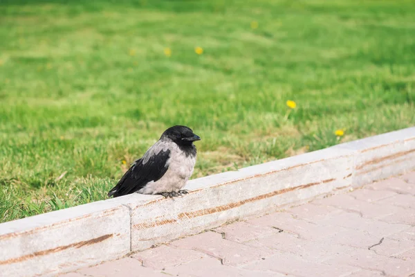 까마귀는 공간이있는 잔디의 배경에 국경에서 휴식을 취합니다 포장에 까마귀 아스팔트에 — 스톡 사진