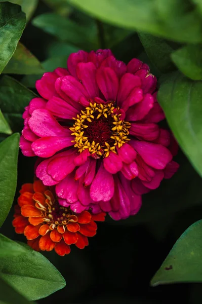 진니아의 분홍색과 오렌지 프레임 — 스톡 사진