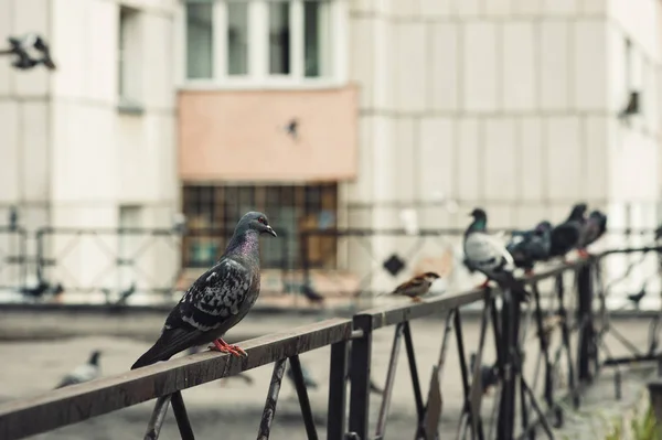 Pigeons Sit Iron Fence Courtyard Multi Storey Building City Courtyard — Stock Photo, Image