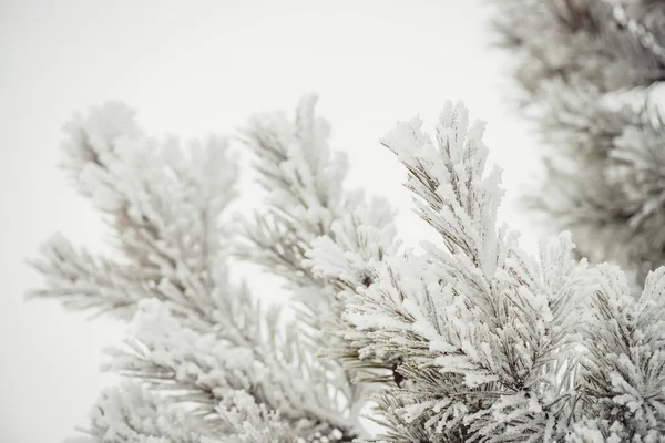 The branches of the coniferous tree are completely covered with snow. Beautiful snow-white texture.