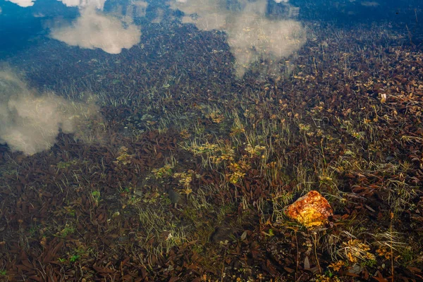 Plantes Colorées Grande Pierre Vive Sur Fond Lac Avec Eau — Photo