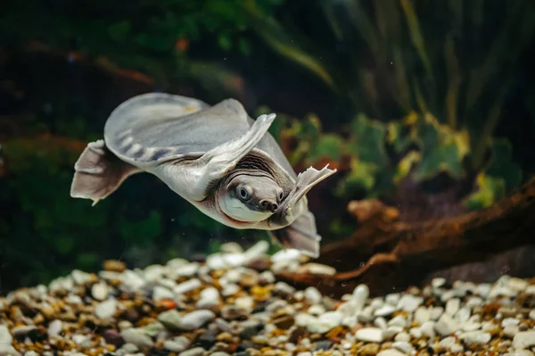 Carettochelys Insculpta Merry Turtle Swims Water Funny Animals — Stock Photo, Image