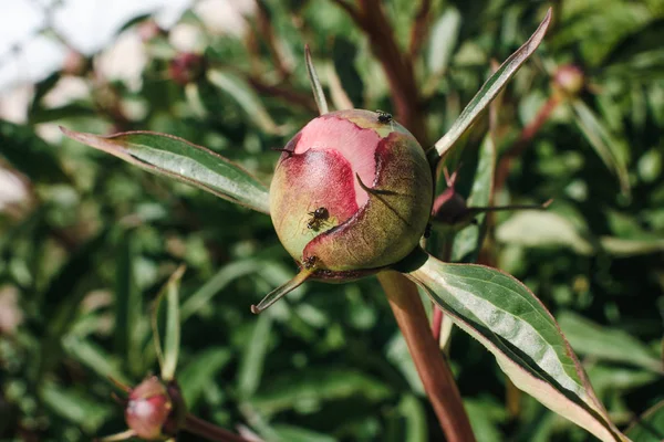 Pembe Büyük Şakayık Yakın Çiçek Üzerinde Karınca — Stok fotoğraf