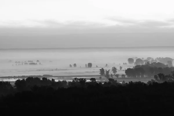 Мистический Вид Лес Туманом Ранним Утром Серой Гамме Туман Среди — стоковое фото