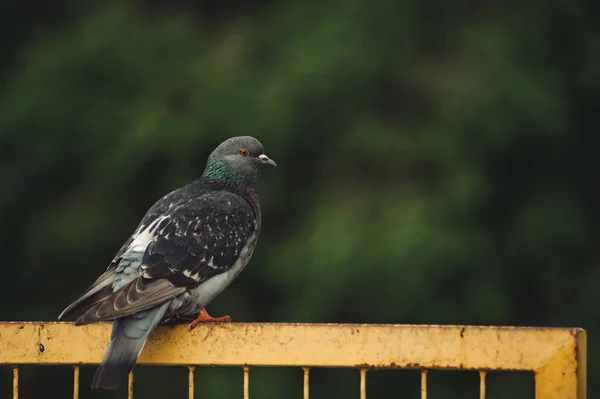 Pigeons Sit Yellow Iron Fence Background City Trees — Stock Photo, Image