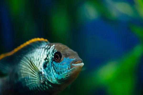 Неперевірена Синій Акваріумних Риб Фоні Водоростей Цихліди — стокове фото