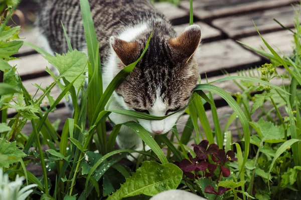 Yeşil Çimenlerde Tabby Kedisi Yakın Çekim Çimenlerin Üzerindeki Çiy — Stok fotoğraf