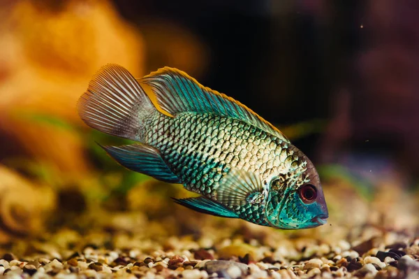 Nannacara Blue Fish Floats Home Aquarium Close — Stock Photo, Image