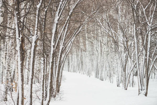 公园内树枝之间的雪隧道紧随其后 雪白的背景与小巷在树林 冬季树木在降雪时有霜冻的路径 雪落了 大气冬季景观 — 图库照片