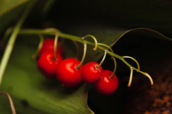 Малые дикие ягоды . — стоковое фото