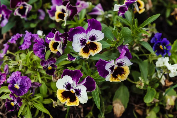 Wittrockiana. Pansy. Garden purple violet close-up.