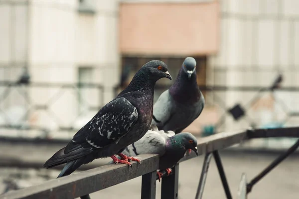 Pigeons Sit Iron Fence Courtyard Multi Storey Building City Courtyard — Stock Photo, Image