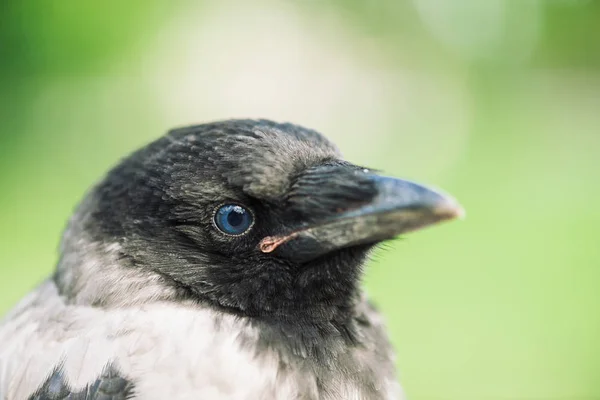 Testa Giovane Corvo Sfondo Verde Ritratto Corvo Vicino Uccello Urbano — Foto Stock