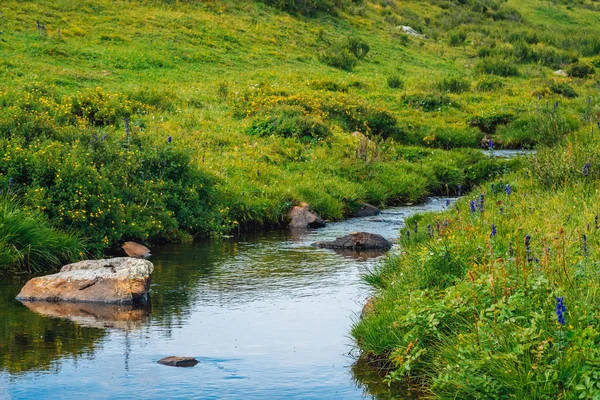 Strumień Wody Źródlanej Zielonej Dolinie Słoneczny Dzień Bogata Flora Highland — Zdjęcie stockowe