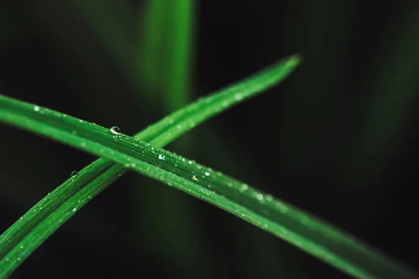 Hermosa Hierba Verde Oscuro Brillante Vivo Con Gotas Rocío Primer — Foto de Stock