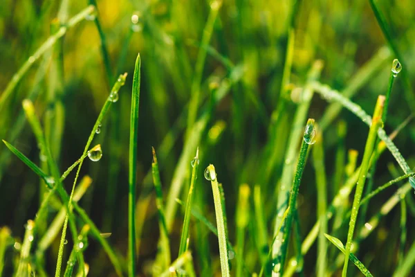 Belle Lame Vert Vif Brillant Herbe Avec Des Gouttes Rosée — Photo