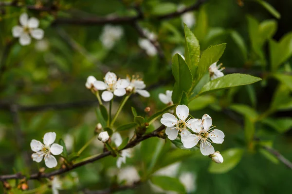 Bellissimi Fiori Albero Ceraso Primo Piano Sfondo Romantico Fiori Primaverili — Foto Stock