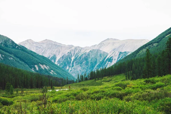 Harika dev dağlara karşı vadide dağ deresi. Zengin bitki örtüsü ve yaylaların iğne yapraklı ormanı. Kozalaklı ağaçlar. Görkemli doğanın muhteşem atmosferik manzarası.