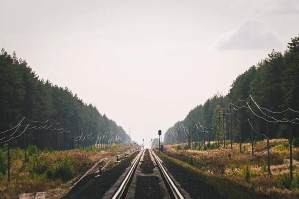 Perspektifte Boş Uzun Demiryolu Ormanda Raylı Ufukta Mistik Fenomen Demiryolu — Stok fotoğraf