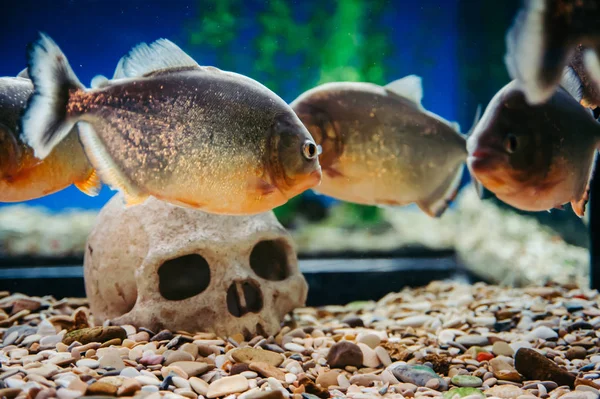 Les Piranhas Flottent Sur Fond Crâne Humain Pygocentrus Nattereri — Photo