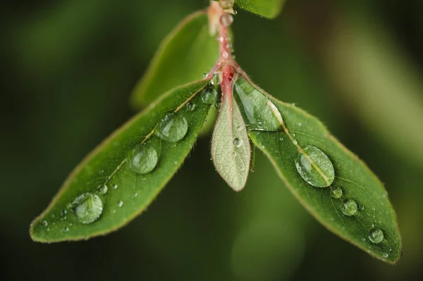 Rain Drops Green Honeysuckle Leaves Garden — Stock Photo, Image