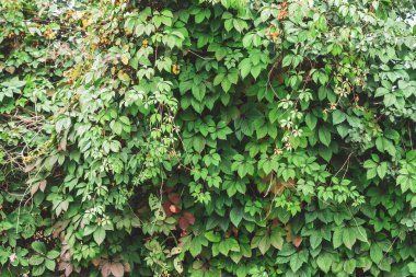 Parthenocissus henryana yeşil çit yakın. Kopya alanı ile girlish üzüm Sonbahar arka plan. Parthenocissus inserta ayrıntılı doku. Sonbaharda yeşil ve kırmızı yaprakların Çit.