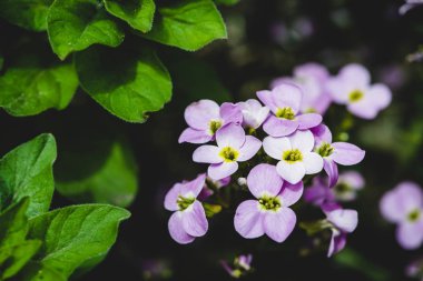 Makro mor hesperis yakın çekim güzel küme. Kopya alanı ile nightviolet küçük mor çiçekler grubun arka plan.