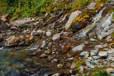Yaylaların zengin bitki örtüsü. Kırmızı ve yeşil yosunlar, renkli bitkiler, likenler, kayadan küçük şelale. Dağ yamacında kaynak suyu. Dağların güzel bitki örtüsü ile Amazing doğal arka plan.
