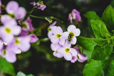Makro da mor hesperis yakın çekim üzerinde fly. Kopya alanı ile nightviolet küçük mor çiçekler grubun arka plan.